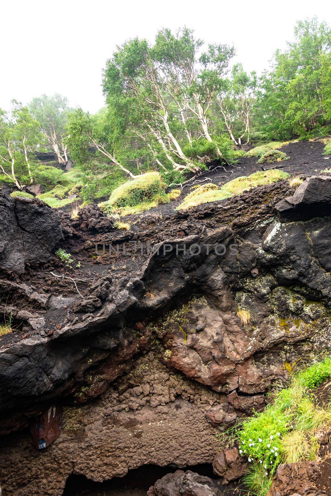 Mount Etna volcanic landscape and its typical vegetation, Sicily by mauricallari