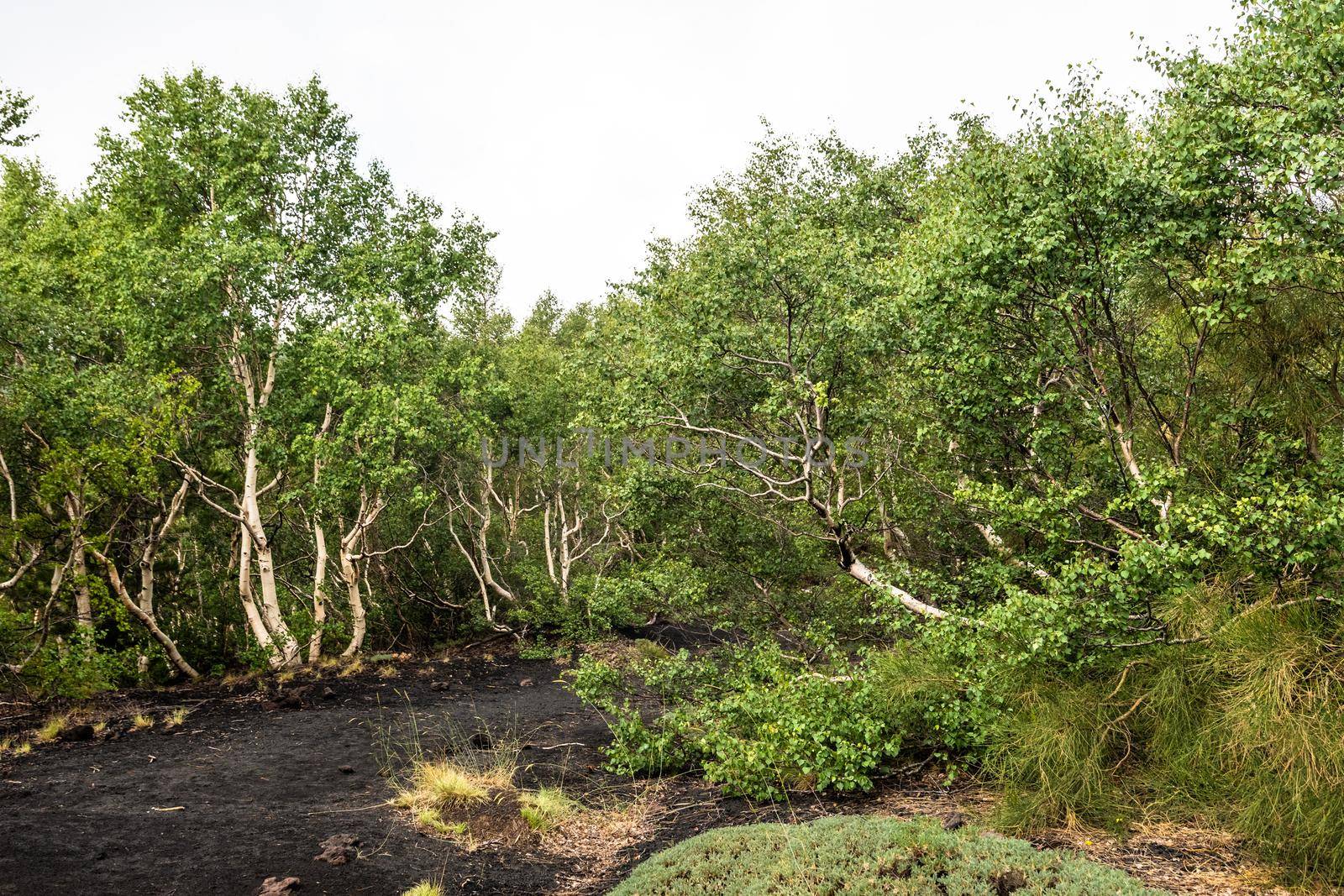 Mount Etna volcanic landscape and its typical vegetation, Sicily by mauricallari