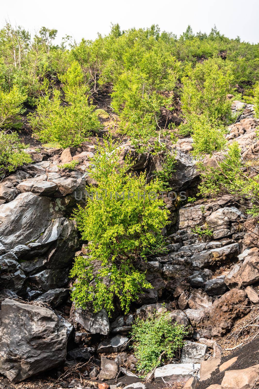 Mount Etna volcanic landscape and its typical vegetation, Sicily by mauricallari