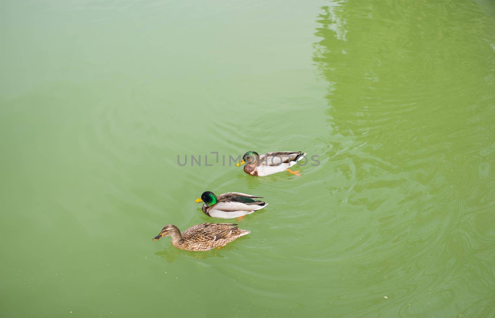 park De la Ciutadella in Barcelona, Catalonia, Spain Tropical garden, many beautiful birds, ducks swim in water by aprilphoto