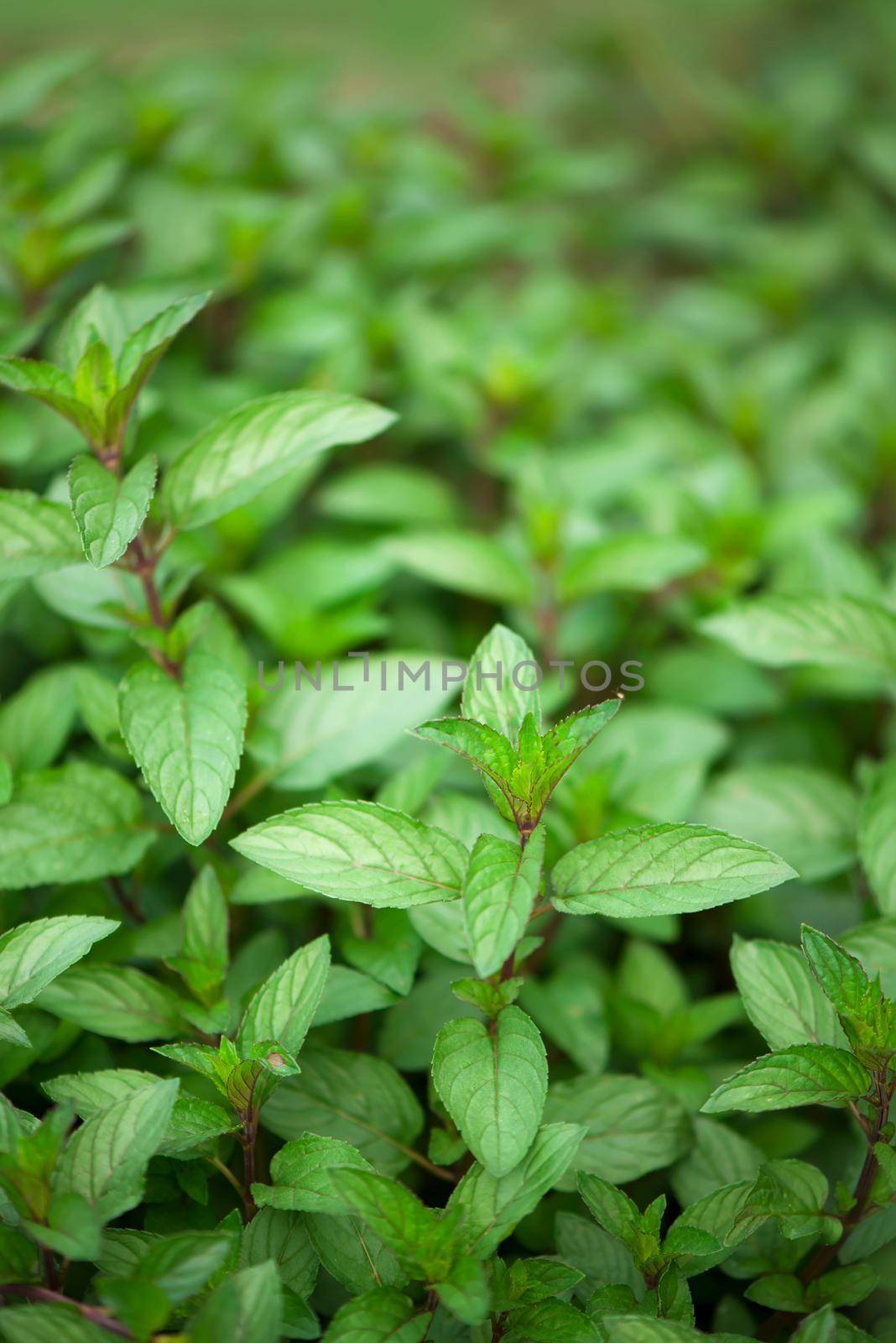 juicy summer greens. Mint plant grow at the vegetable garden by aprilphoto