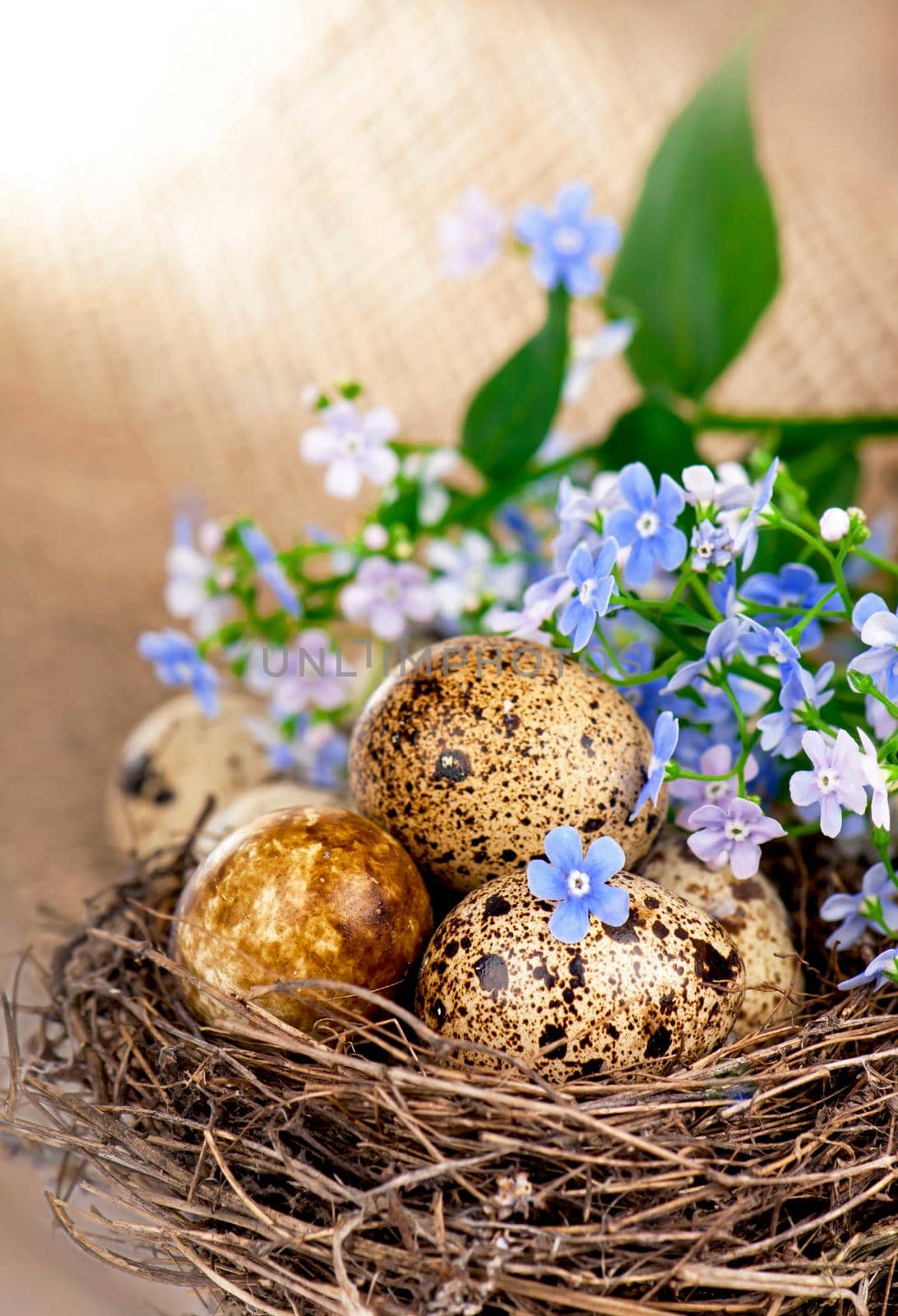 quail eggs in the nest and forget-me-not.