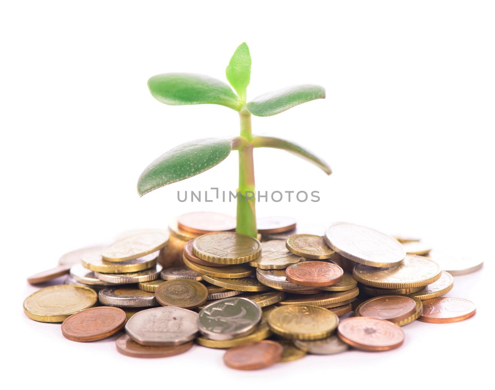 Young sprout from a pile of coins. Concept for investments.