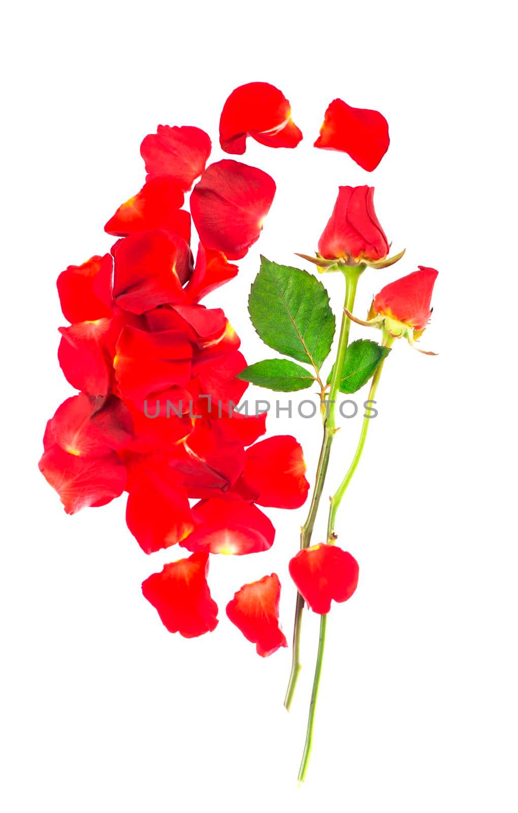 Red rose petals isolated over the white background.