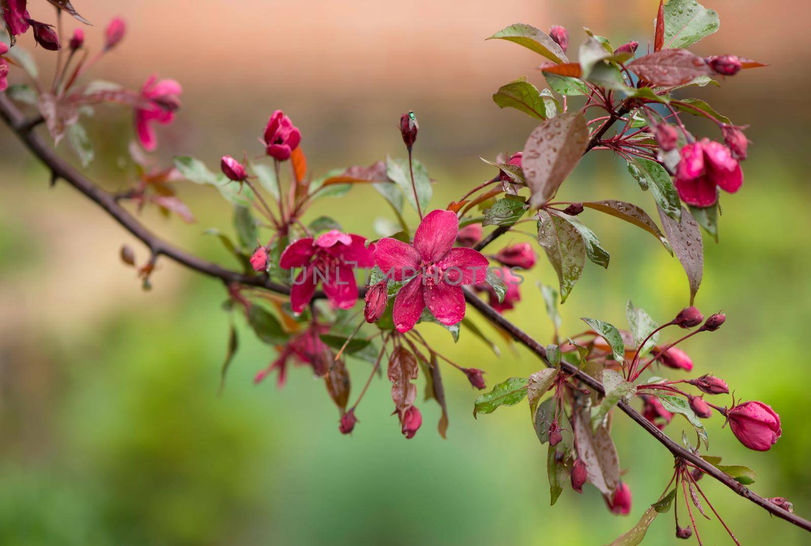 Blooming paradise apple tree buds in the garden by aprilphoto