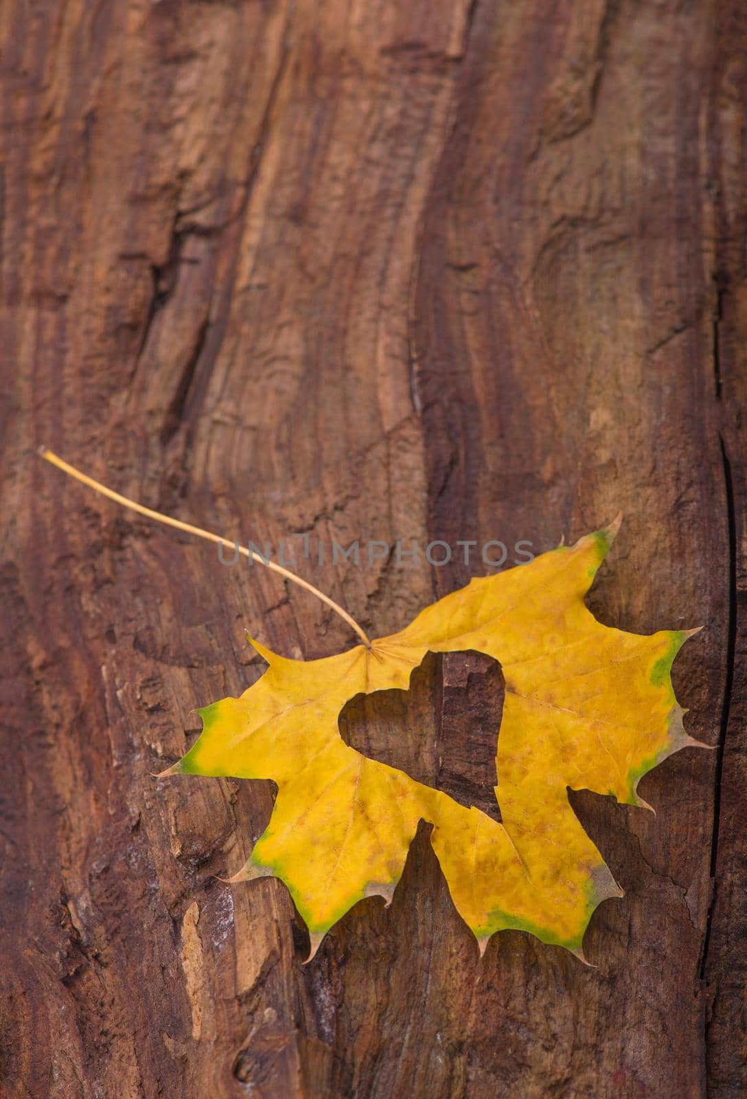 Colorful heart made of autumn leaves on a wooden background by aprilphoto