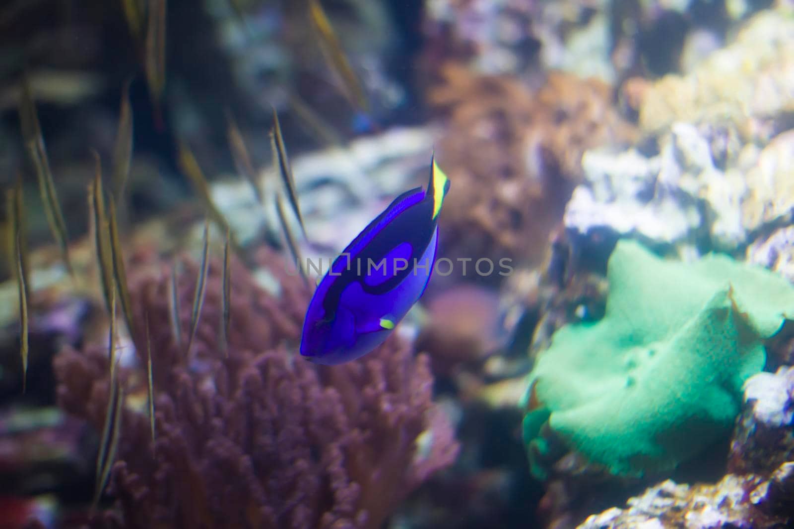 Blue bright fish surgeon on the background of multi-colored corals.
