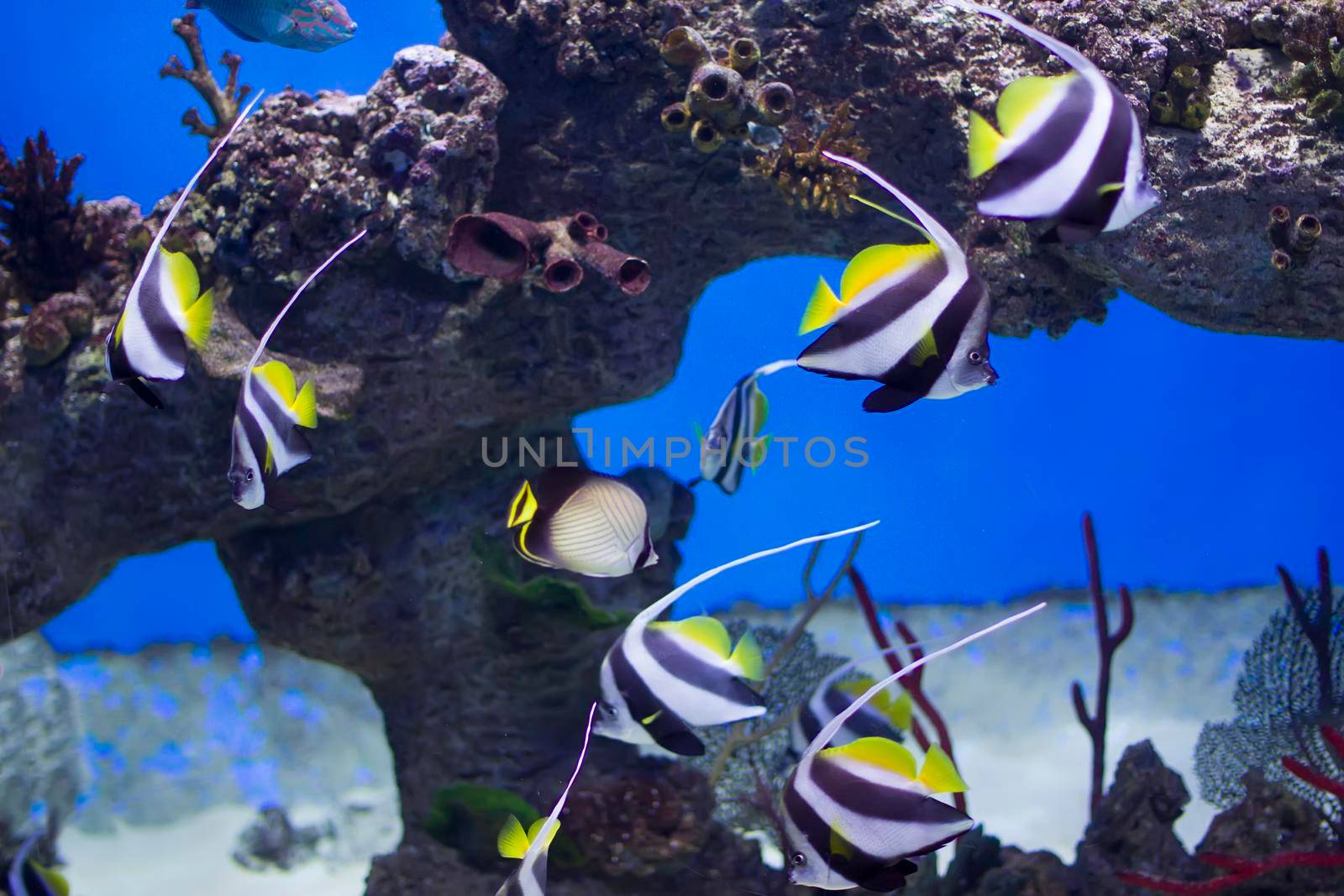 Zanclus cornutus.Exotic tropical fish on the background of corals and reefs.A flock of striped aquarium rub