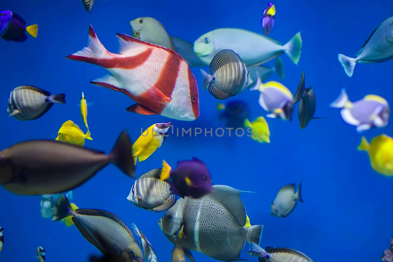 Multi-colored tropical fish on the background of reefs and corals.