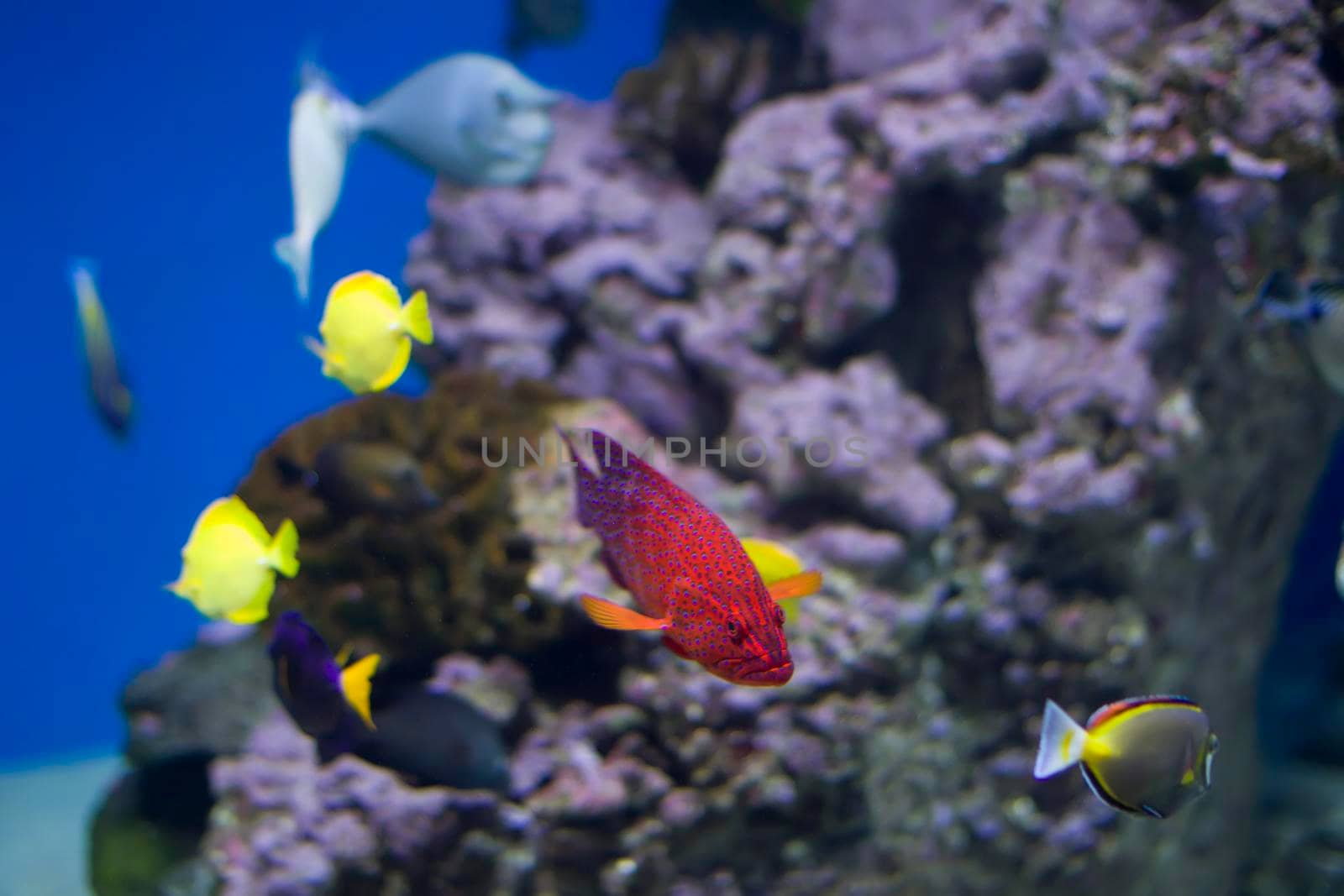 colorful tropical exotic fish