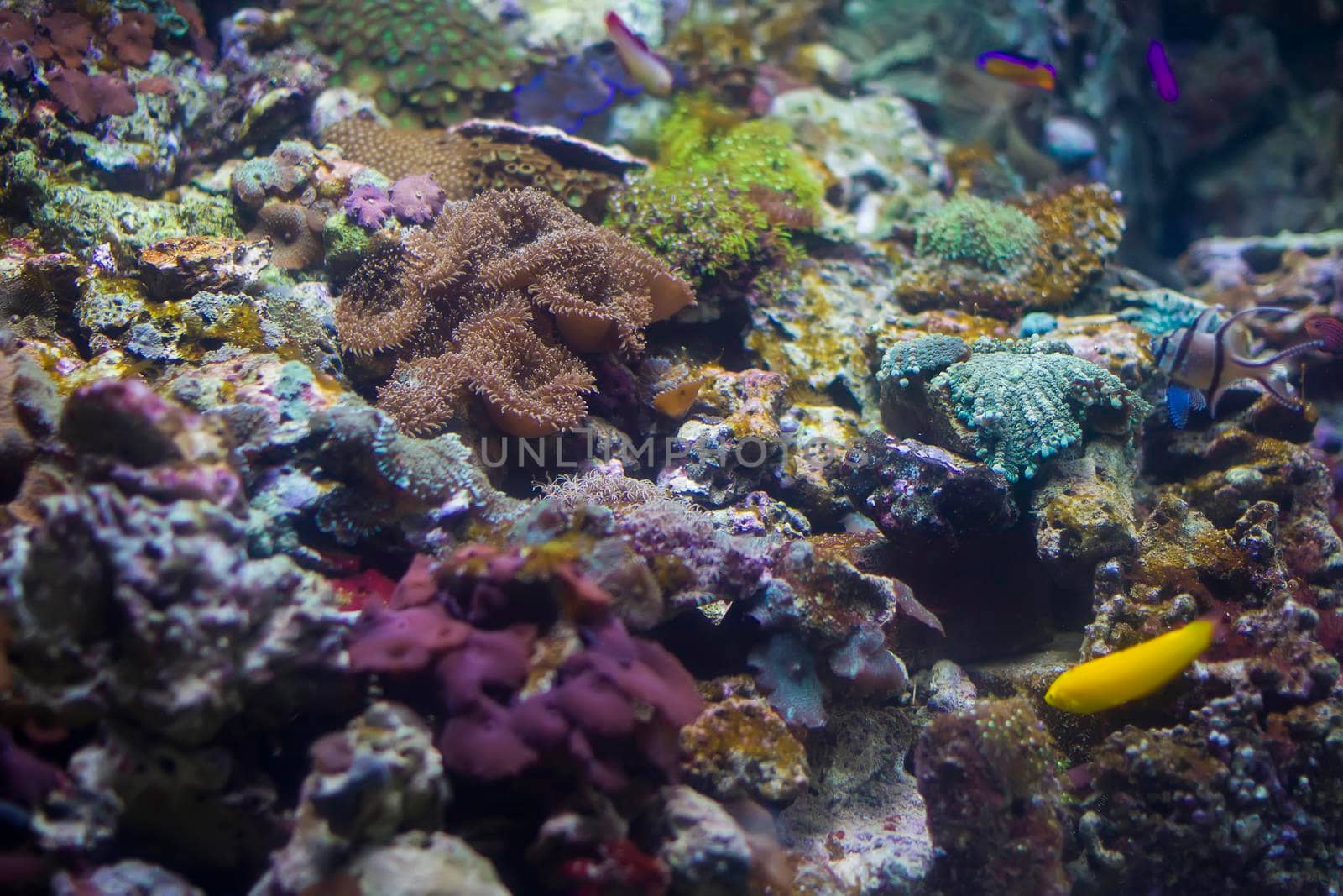 Multicolored corals background