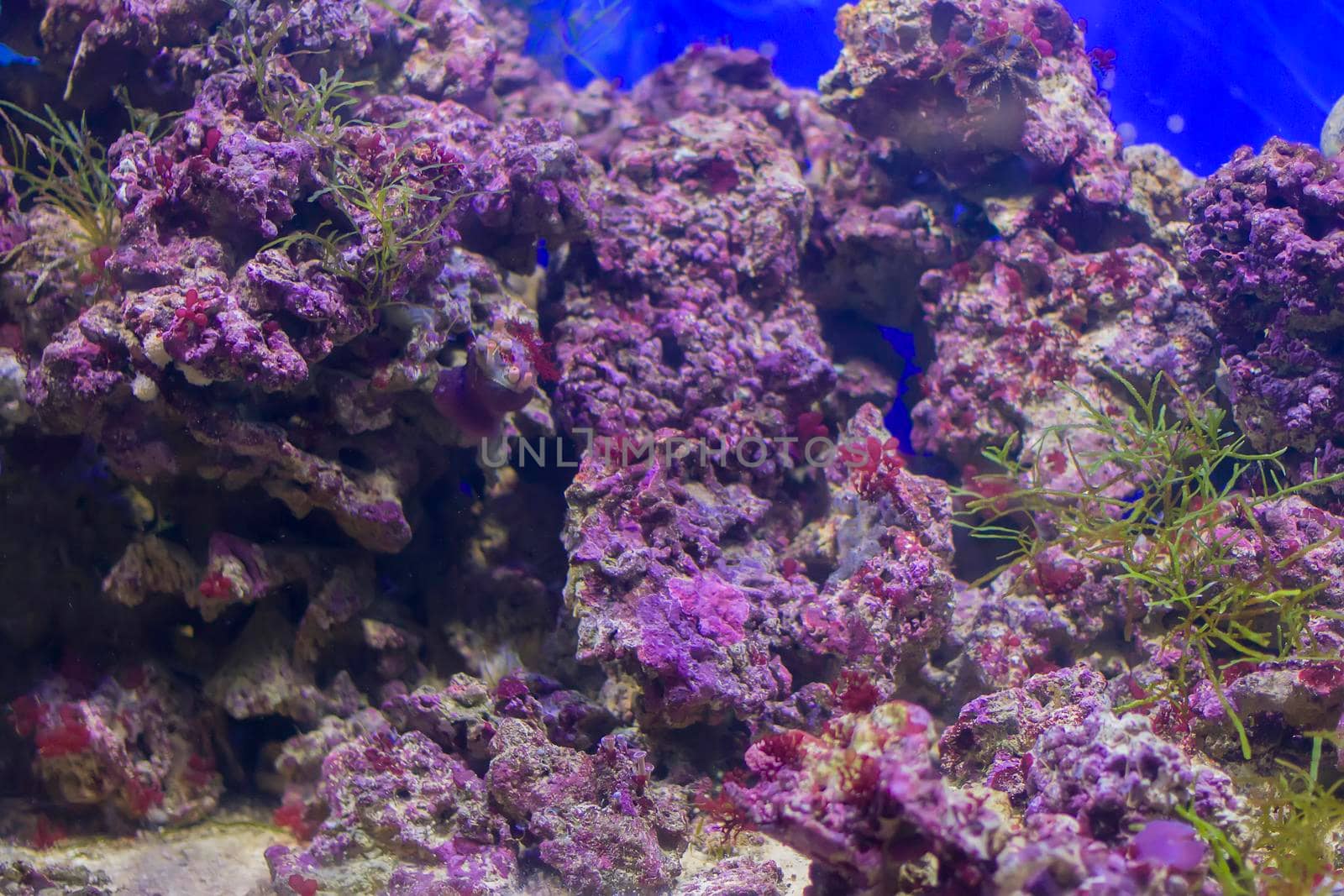 Multicolored corals background