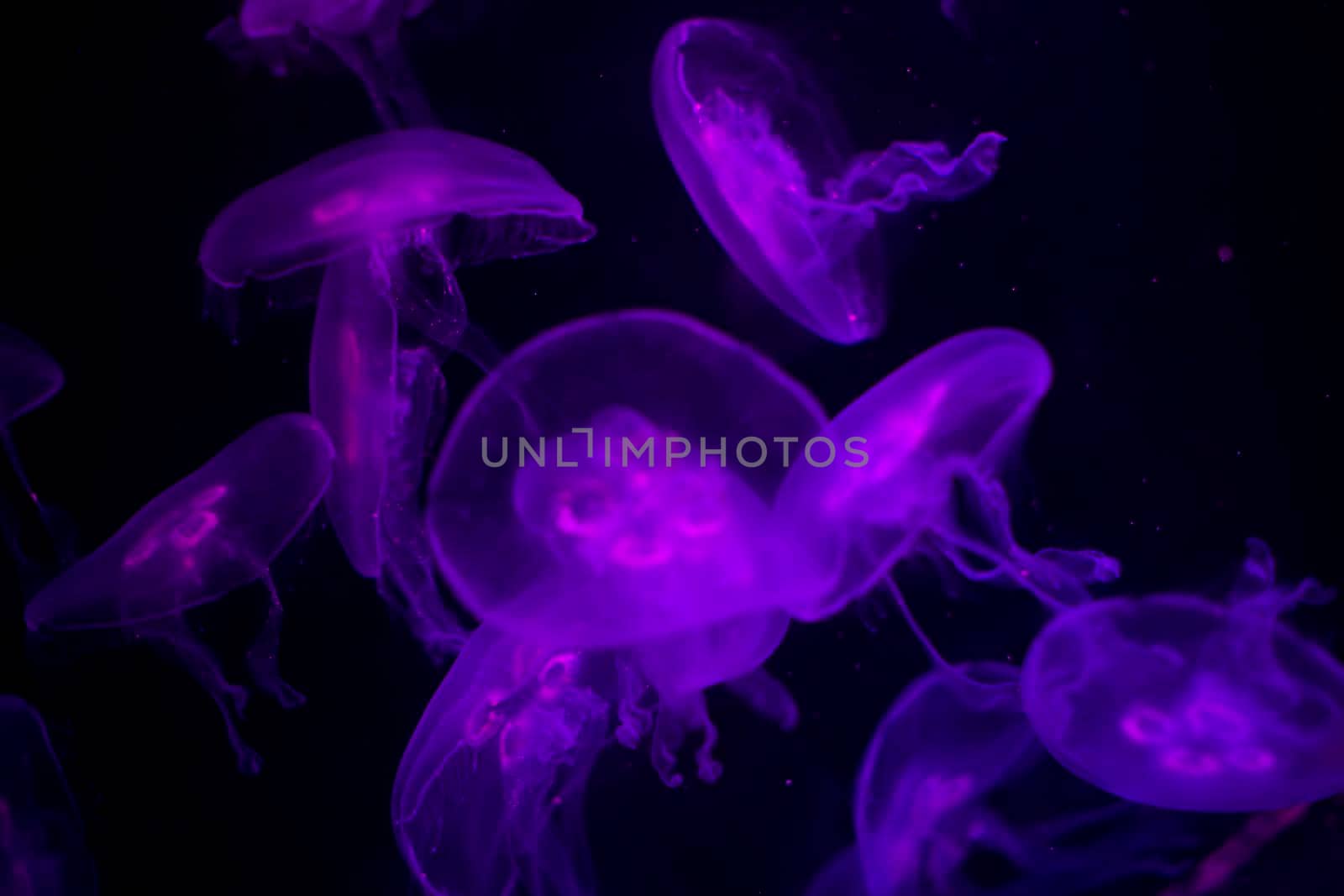 Medusa on a black background. Medusa backlit with purple light