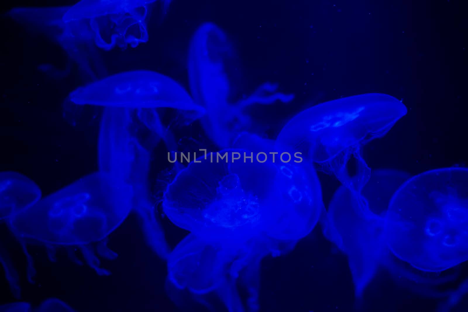 Medusa on a black background. Medusa highlighted in blue light