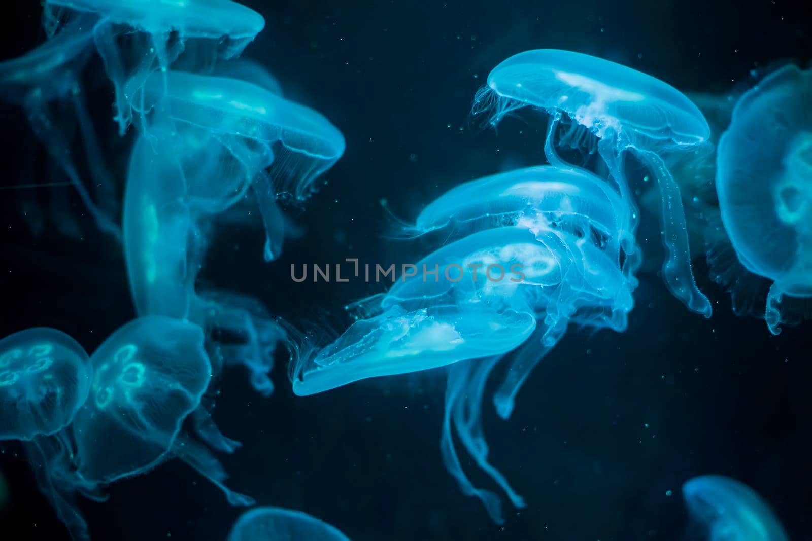 Medusa on a blue background. Medusa backlit with turquoise light