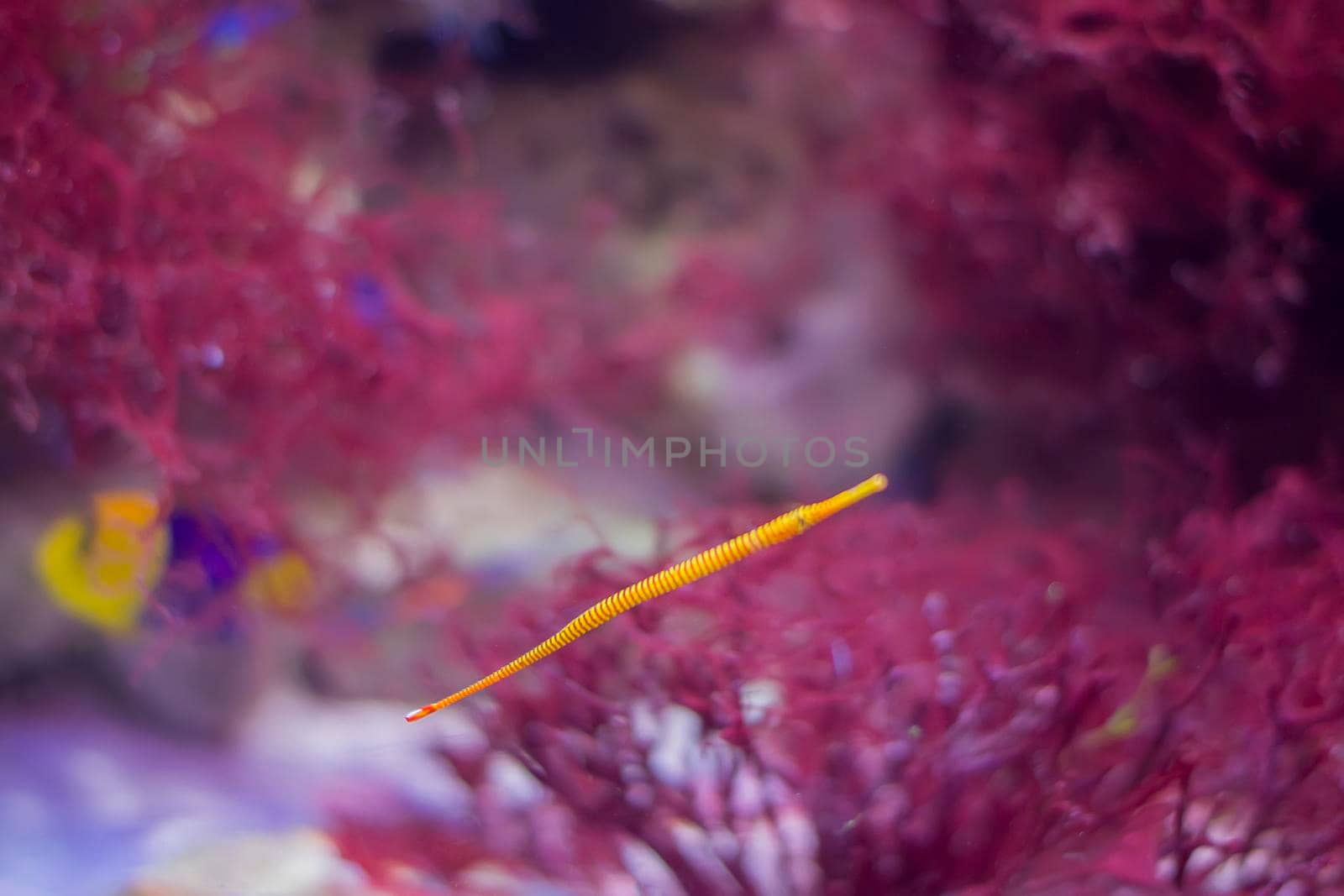 Alligator needle on the background of red corals.Sea fish needle