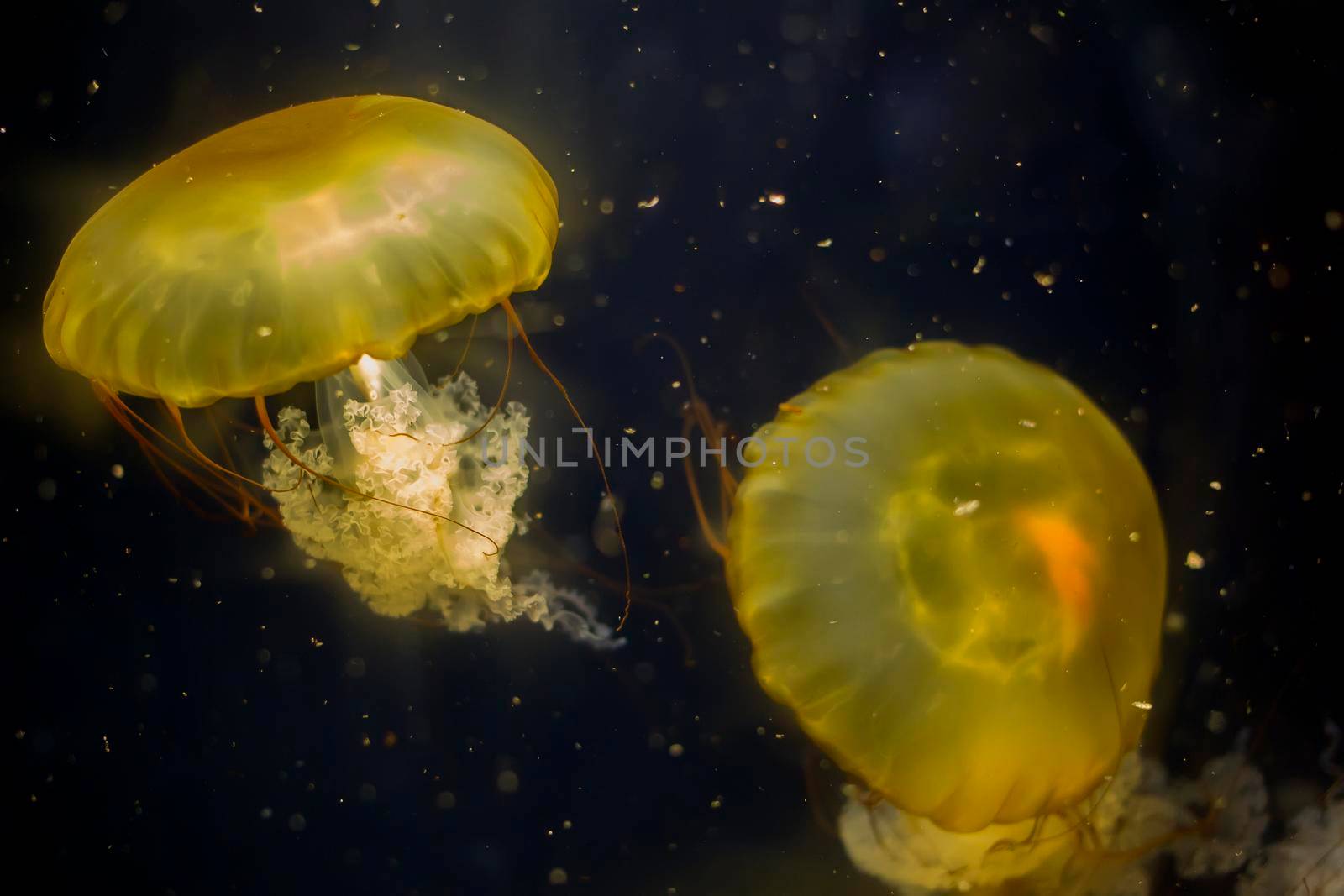Two yellow jellyfish on black background on black background