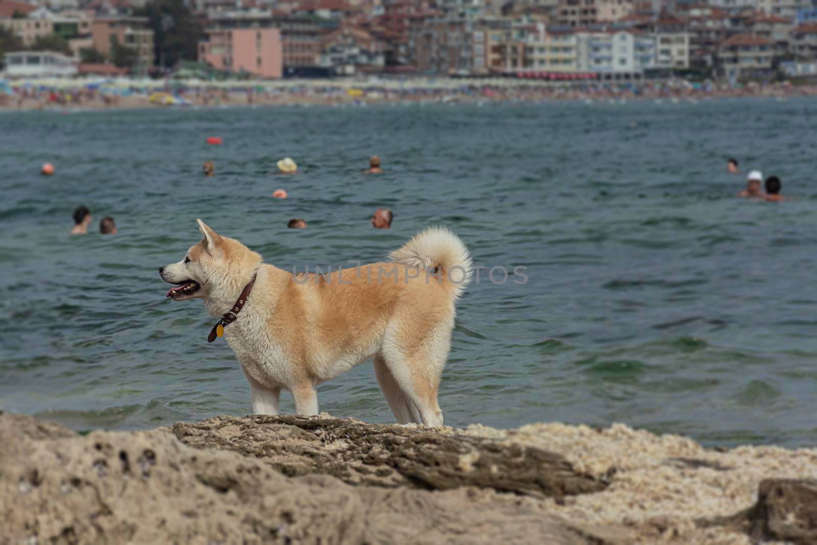 dog stands on the rocks against the background of the sea and the city, blurred background. Stock photo.