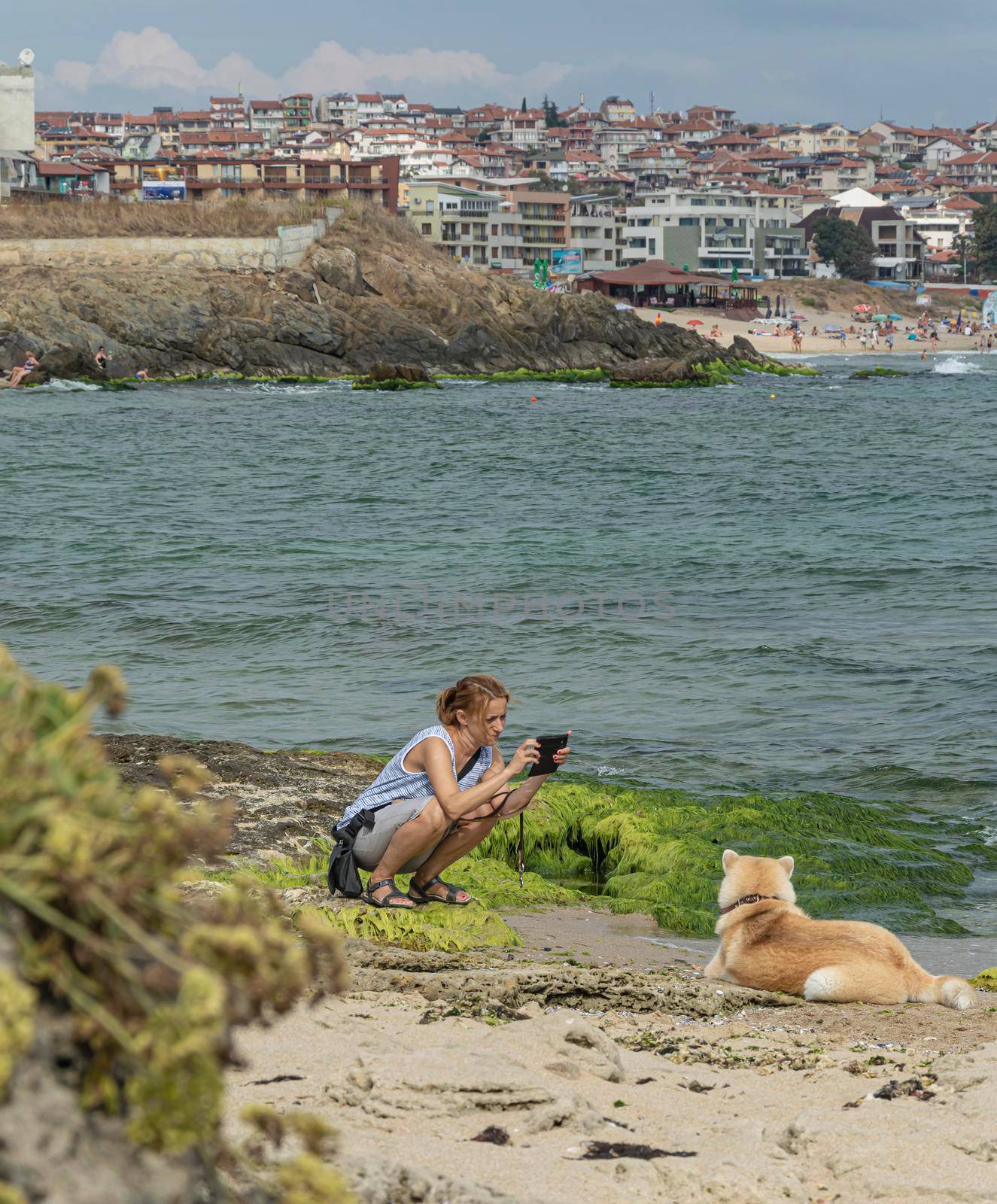 Bulgaria, SOZOPOL - 2018, 06 September: A woman photographs a dog on a rocky beach, blurred background. Stock photo.