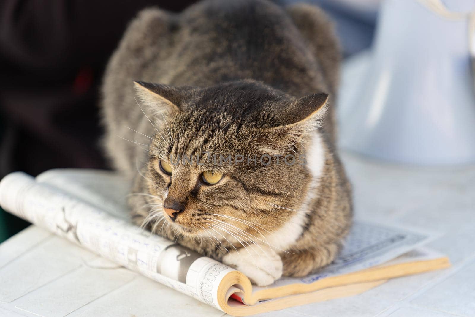 Portrait of a big cat on a magazine with crosswords.
