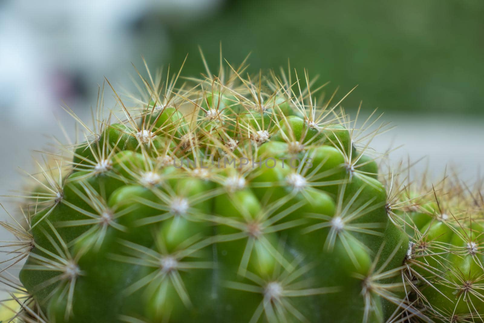 Close up photo of cactus ribs by suththisumdeang