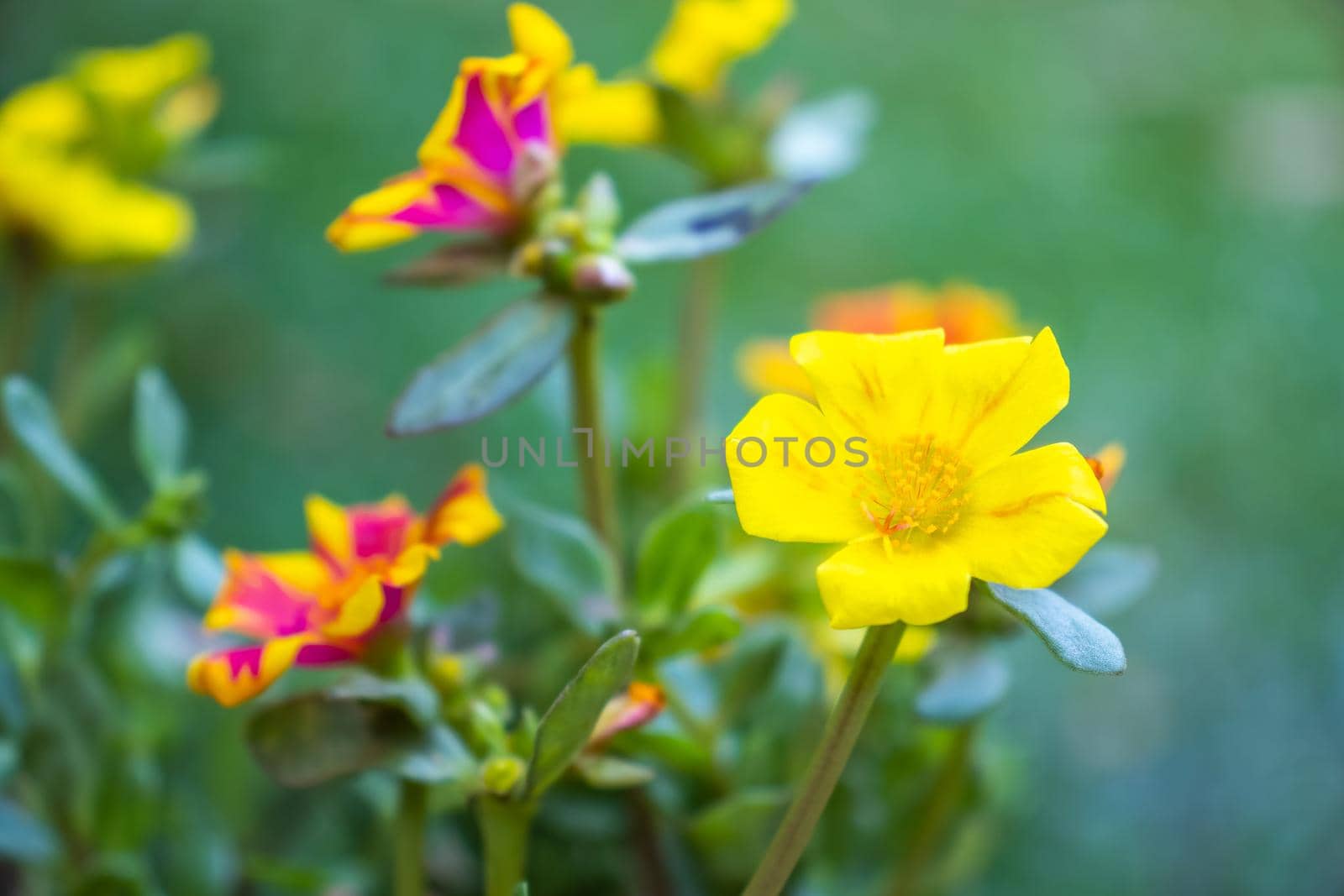 Beautiful orange and yellow cosmos flowers by suththisumdeang