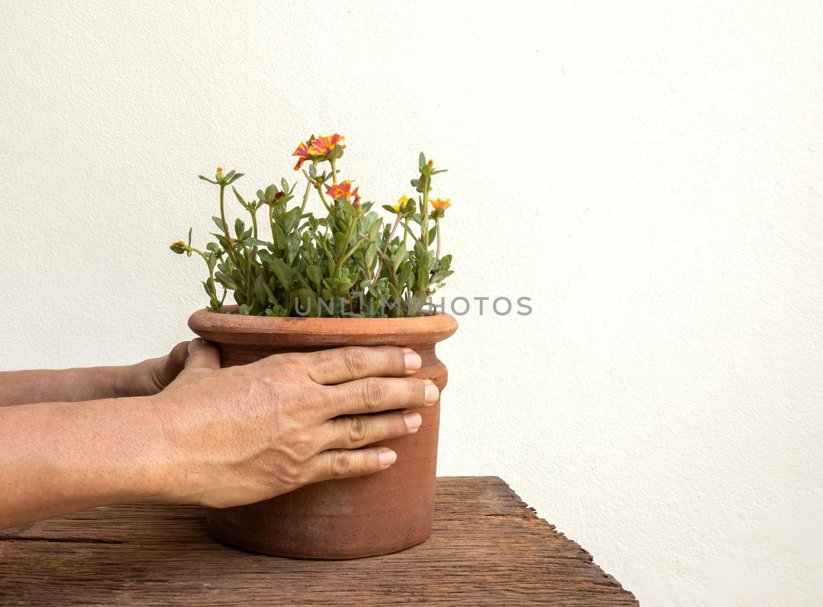 A man with a beautiful flowerpot Pale pink flowers placed on the old wooden planks