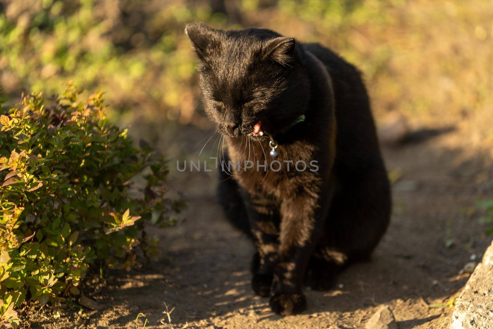 Portrait of a black cat on the background of vegetation in the garden.