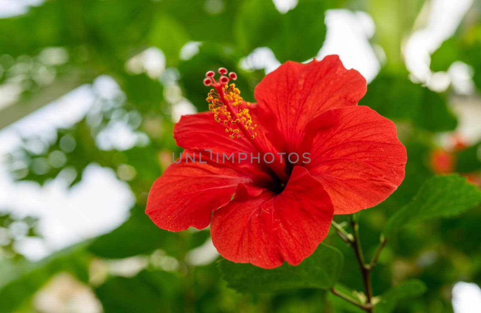 Red hibiscus flower on a blurred background.
