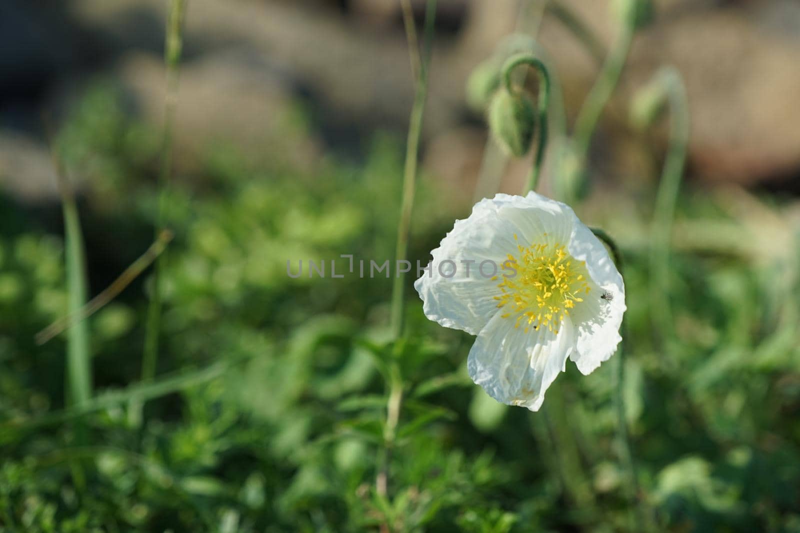 White poppies bloom. Flowers white poppies bloom in a wild field. Poppies of a beautiful field with selective focus, soft light. Natural Drugs - Opium Poppy. Glade of red and white wildflowers