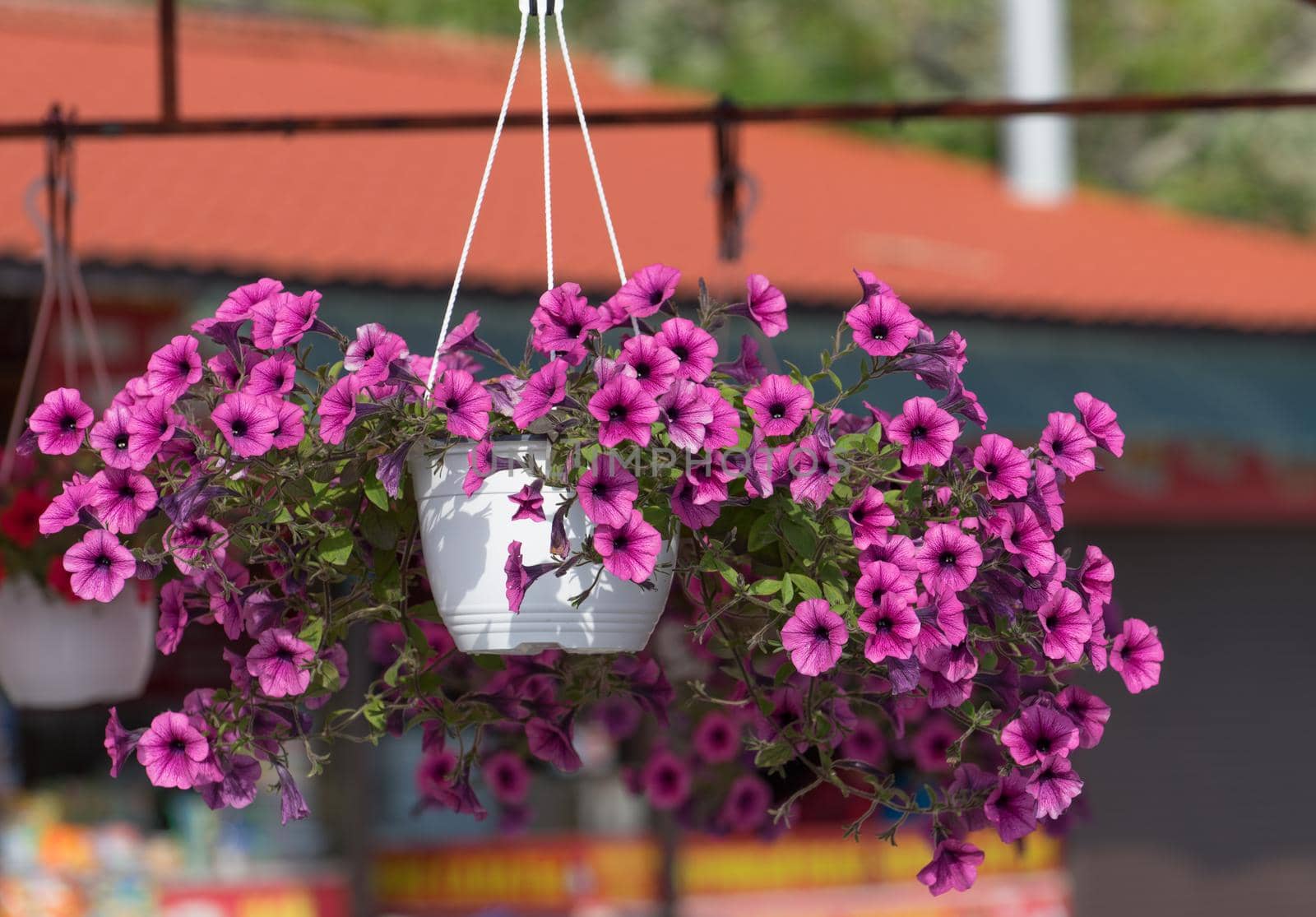 Pink Petunia flowers in a hanging pot on a blurred background.