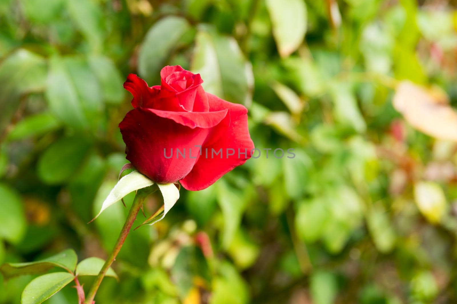 Floral background with lush red roses. For design and networking.