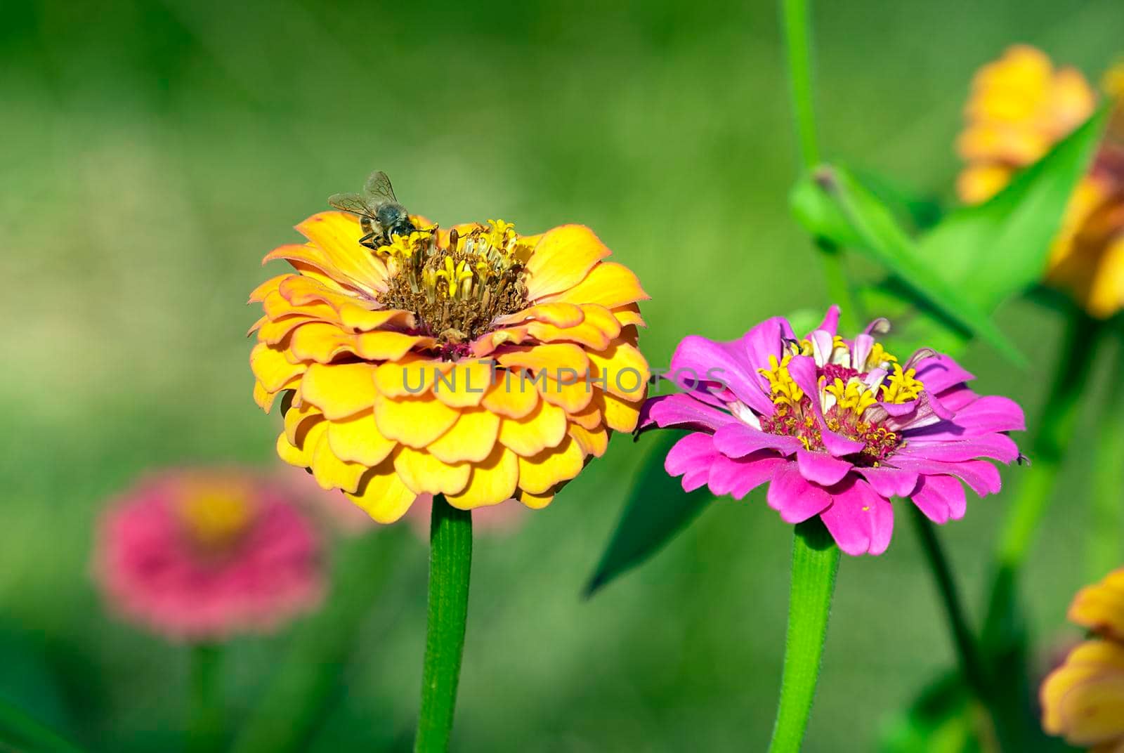 bee on the flowers of Cynia close up.