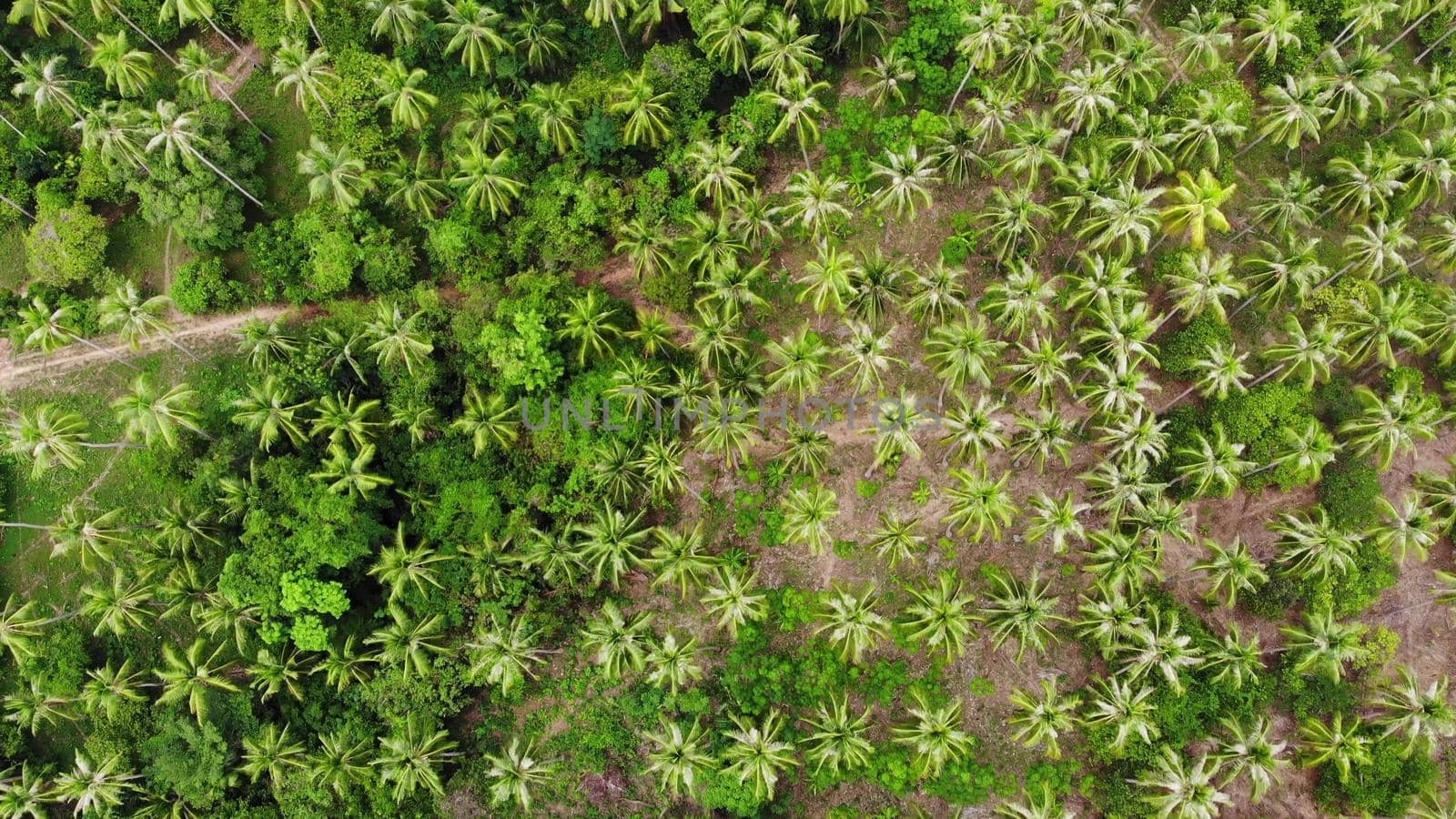 Huge palm plantation in tropical country. Small green palms growing on large plantation on sunny day in Thailand. Paradise island of Samui. deforestation of the planet for agriculture. Drone view.