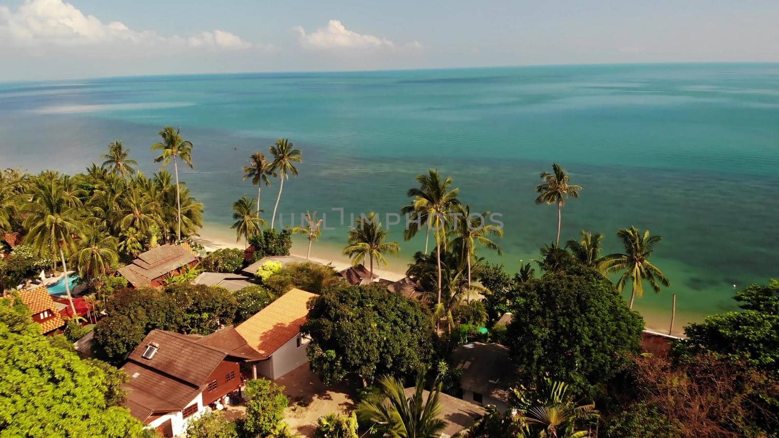 Palms on beach near blue sea. Drone view of tropical coconut palms growing on sandy shore of clean blue sea on resort.