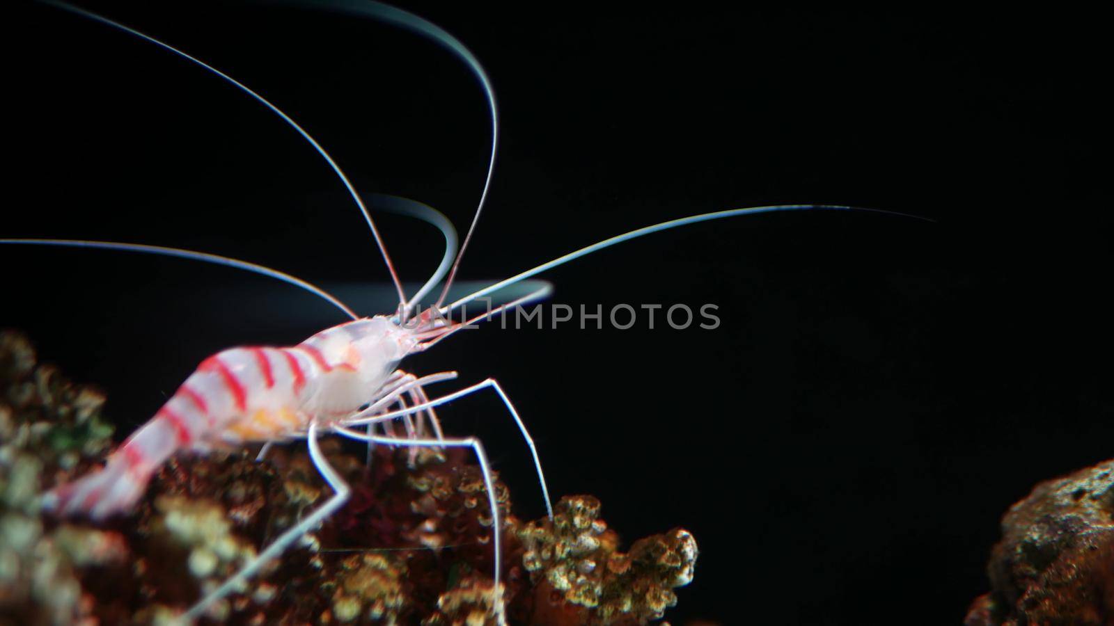 Tiger shrimp on rock in aquarium. Closeup lovely tiger prawn on rough stone on black background in aquarium. Marine underwater tropical exotic life natural background.