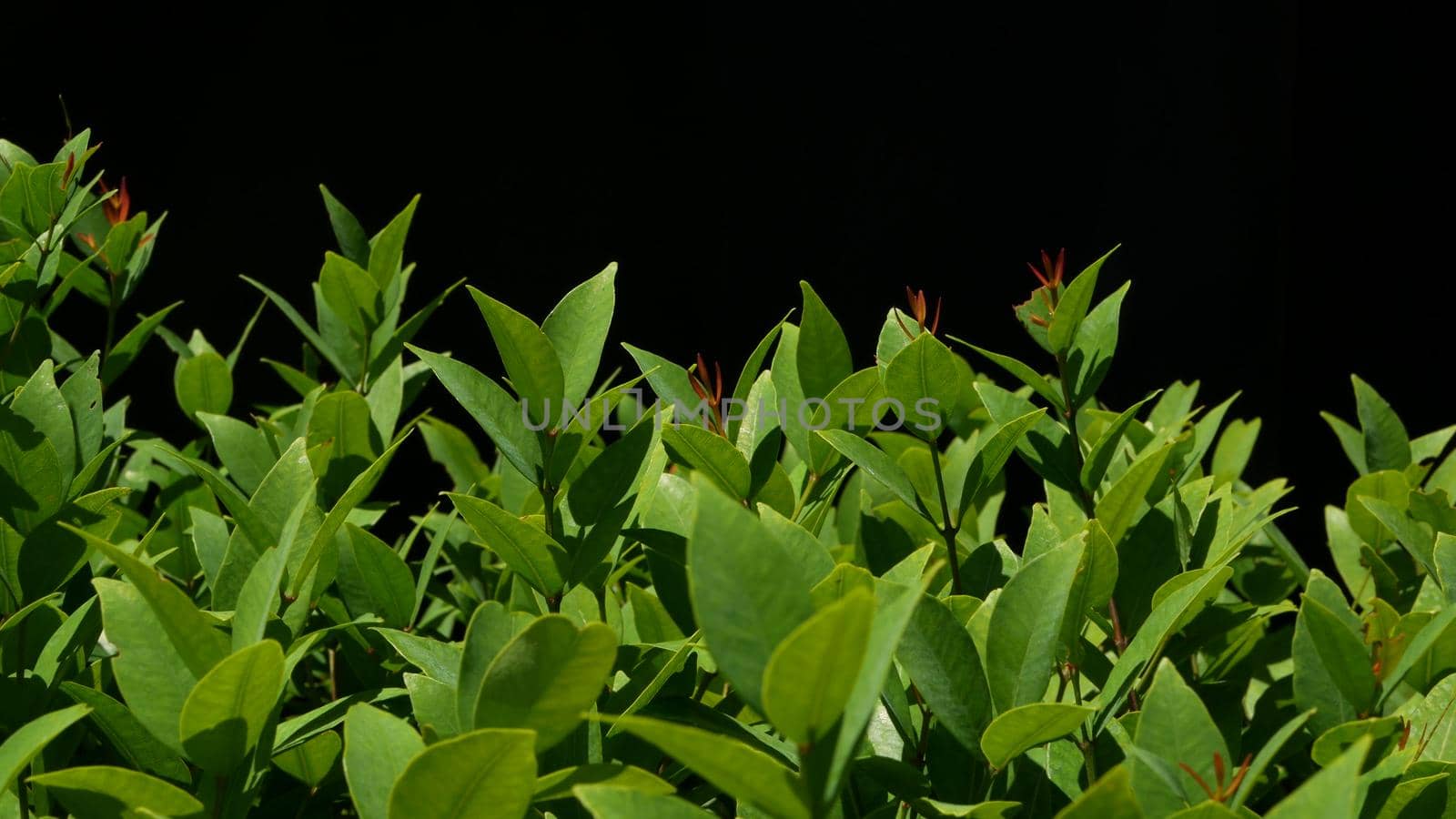 Green plant growing on plantation. Plant with green leaves growing on plantation against black background