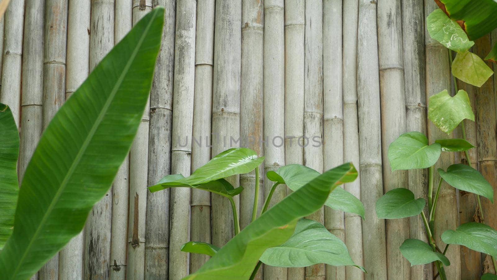 Banana leaves on wall background. Tropical green banana leaves on shabby wooden bamboo wall background.