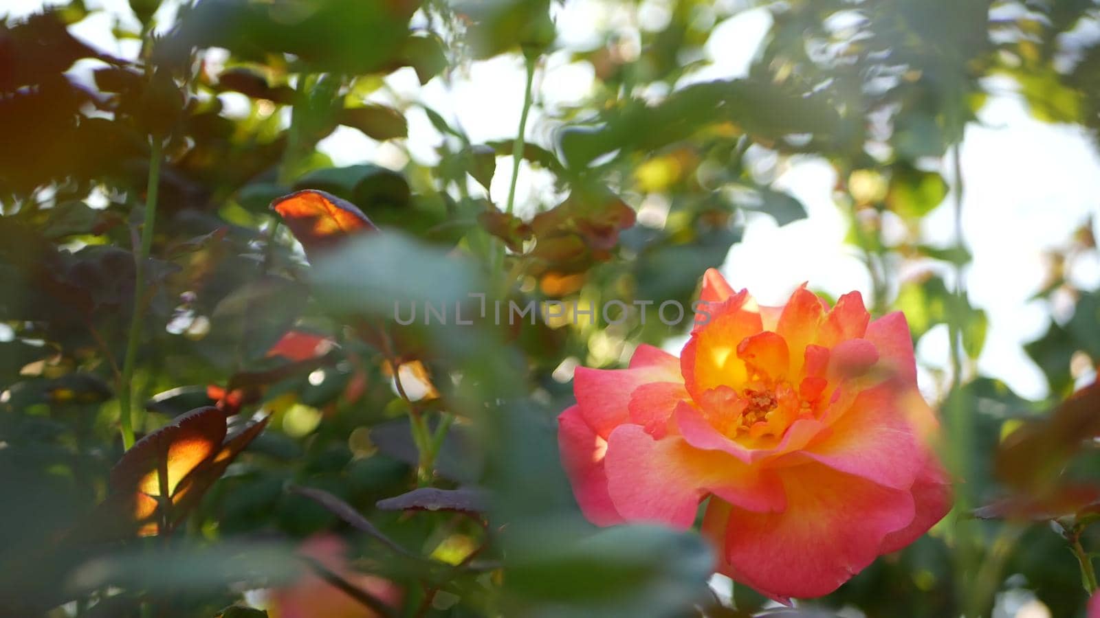 English roses garden. Rosarium Floral background. Tender flowers Blooming, honey bee collects pollen. Close-up of rosary flower bed. Flowering bush, selective focus with insects and delicate petals