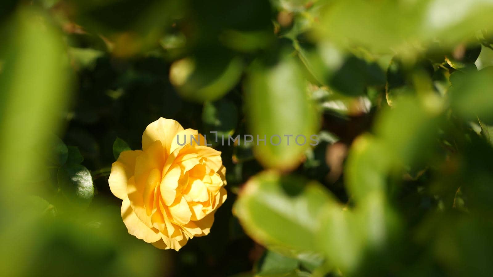 English roses garden. Rosarium Floral background. Tender flowers Blooming, honey bee collects pollen. Close-up of rosary flower bed. Flowering bush, selective focus with insects and delicate petals. by DogoraSun