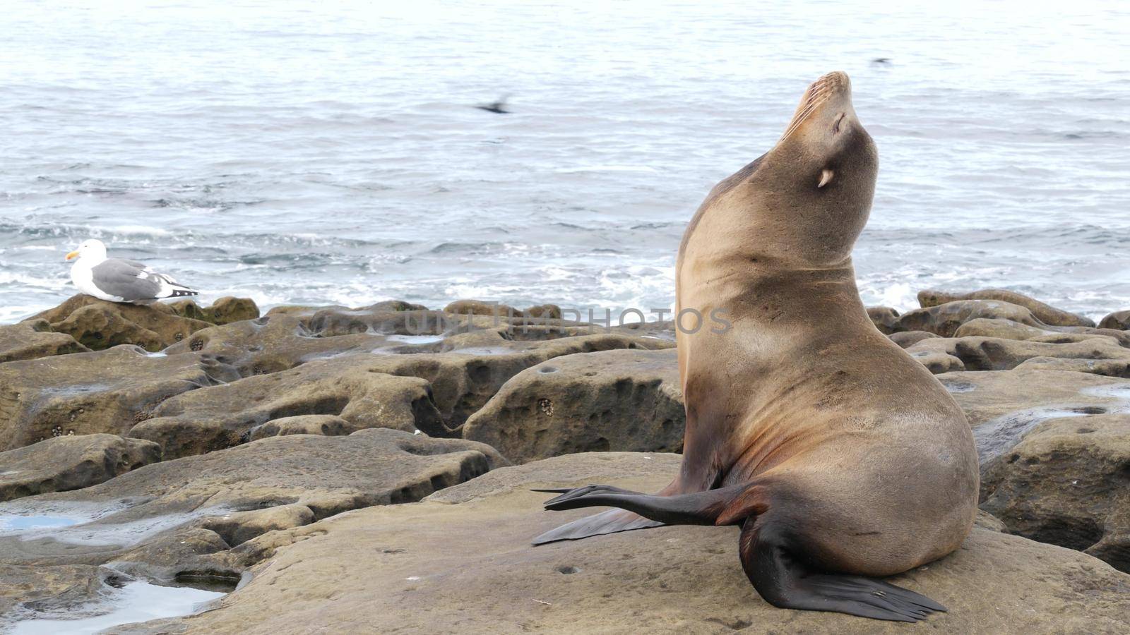 Sea lion on the rock in La Jolla. Wild eared seal resting near pacific ocean on stone. Funny wildlife animal lazing on the beach. Protected marine mammal in natural habitat, San Diego, California USA.