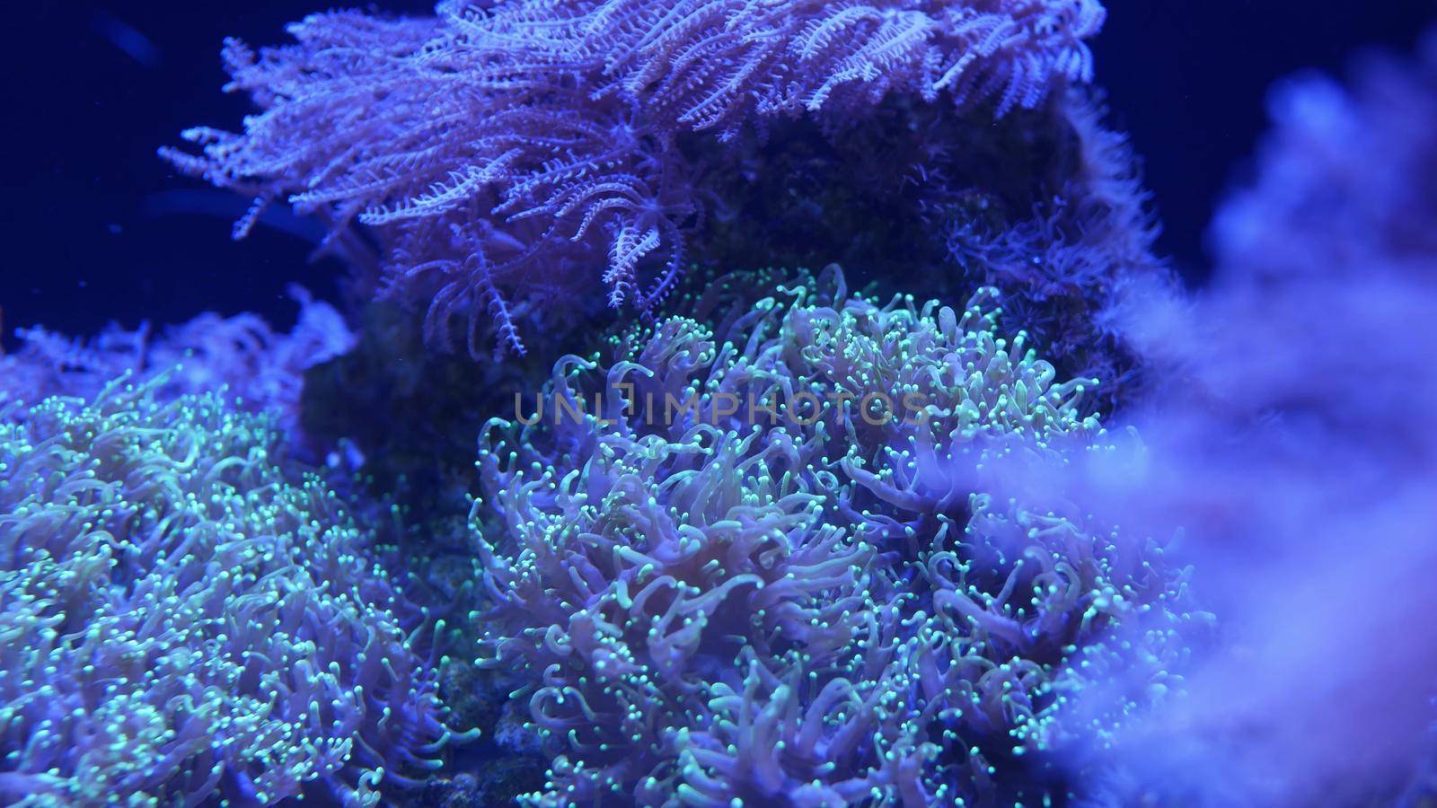 Soft corals in aquarium. Closeup Anthelia and Euphyllia corals in clean blue water. marine underwater life. Violet natural background, copy space selective focus, endangered species, global warming