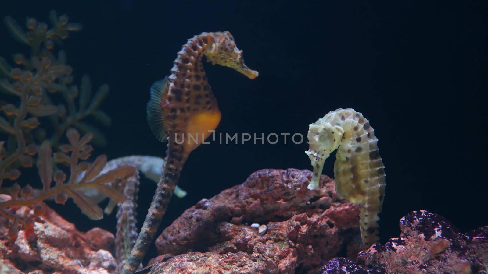 Seahorse amidst corals in aquarium. Closeup seahorse swimming near wonderful corals in clean aquarium water. Marine underwater tropical exotic life natural background.