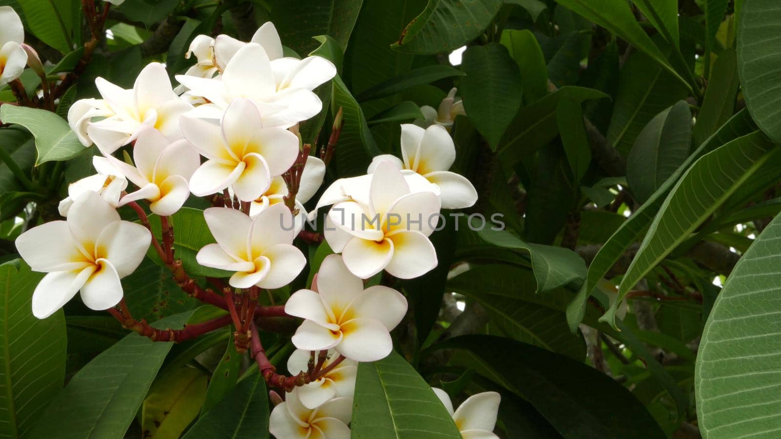 Many exotic white flowers. Blooming Frangipani Plumeria Leelawadee set of white tropical flowers on green tree. Natural tropical exotic background.