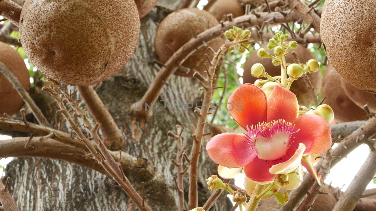 Exotic flowers and tree. Dangerous large powerful green tropical tree cannonball salalanga blooming beautiful orange pink tender flowers. Natural tropical exotic background.