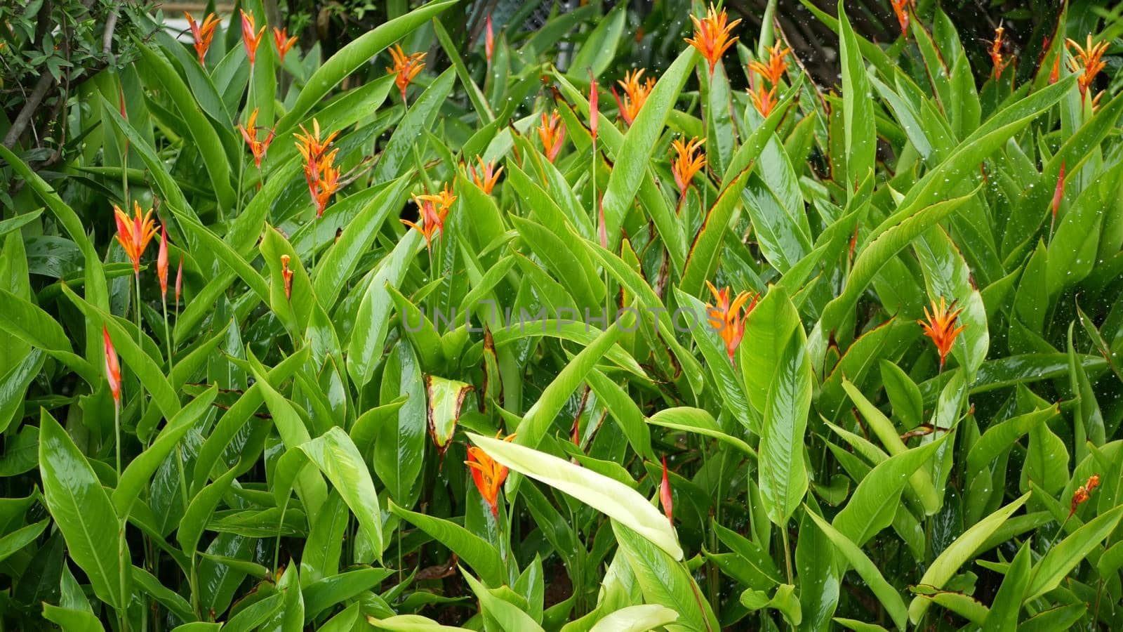 Water drops watering flowers. Drops of water irrigate green tropical foliage with flowers.