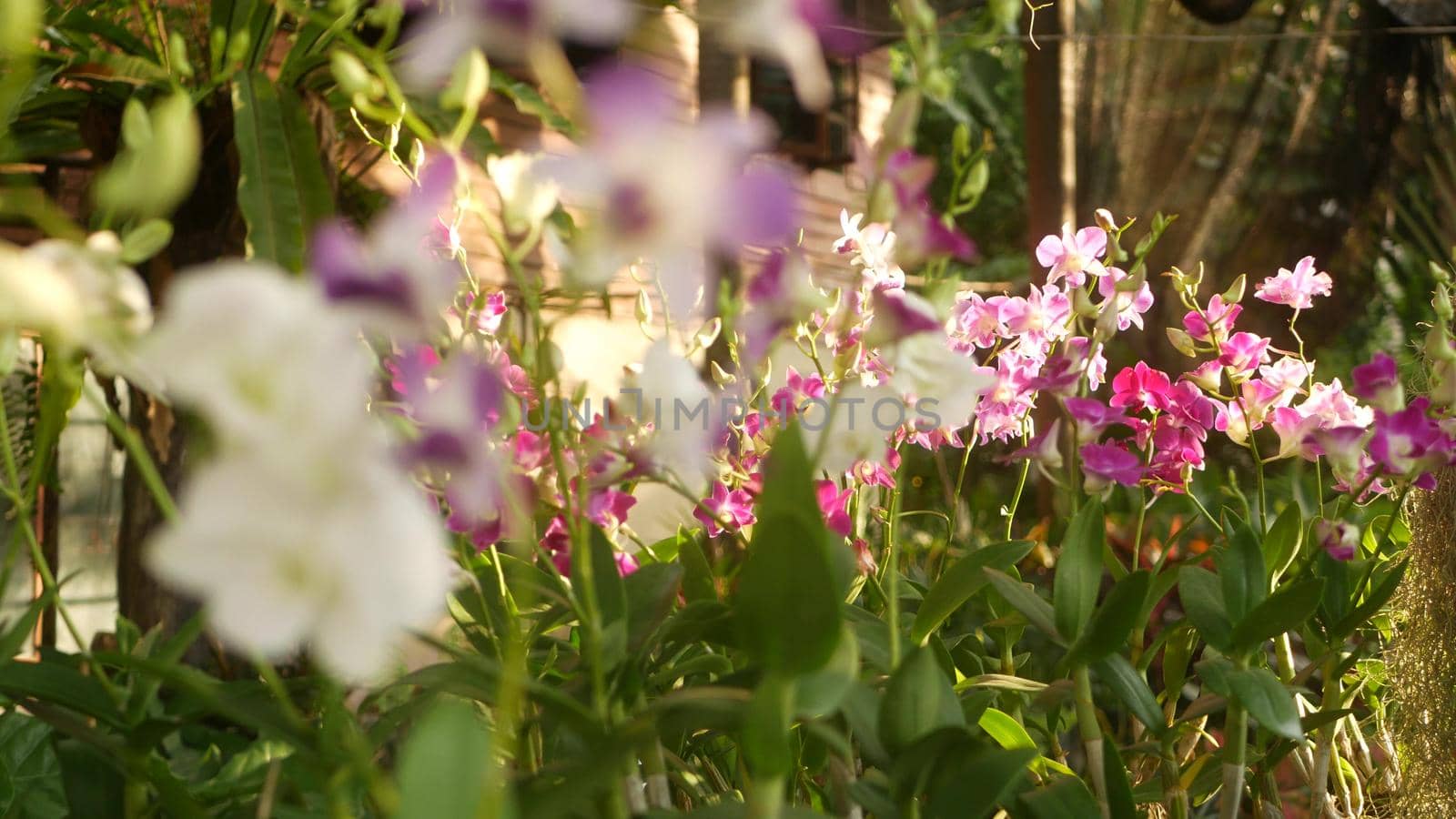 Beautiful lilac purple and magenta orchids growing on blurred background of green park. Close up macro tropical petals in spring garden among sunny rays. Exotic delicate floral blossom, copy space