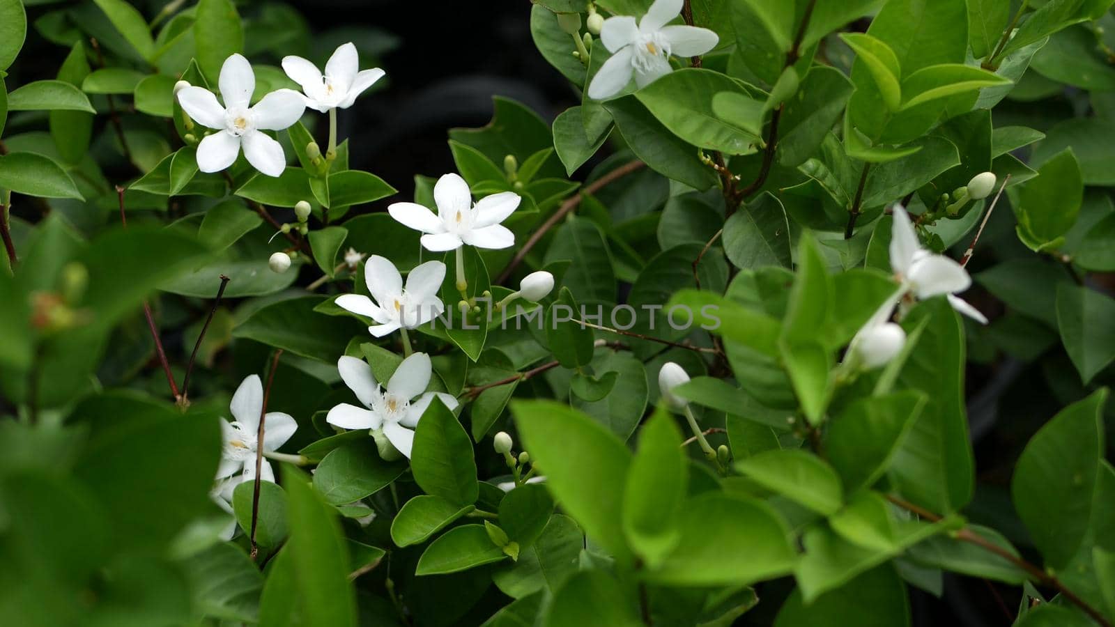 Blurred close up macro of colorful tropical flower in spring garden with tender petals among sunny lush foliage. Abstract natural exotic background with copy space. Floral blossom and leaves pattern