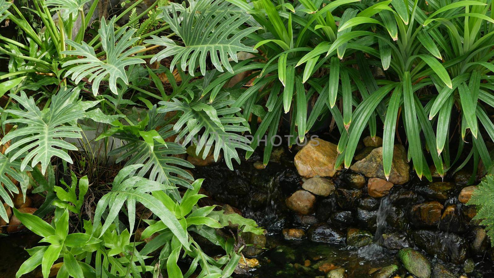 Various green tropical plants growing near small creek with fresh water on sunny day in amazing garden. Bright juicy exotic tropical jungle leaves texture backdrop, copyspace. Lush foliage