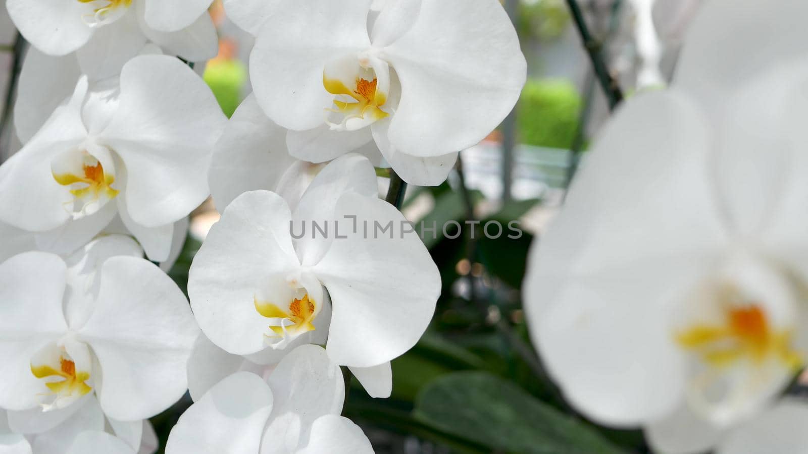 Delicate white elegant orchid flowers with yellow centers in sunlight. Close up macro of tropical petals in spring garden. Abstract natural exotic background with copy space. Floral blossom pattern